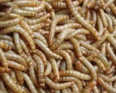 蛋白虫市场价格多少钱一斤,蛋白虫的销路和用途
