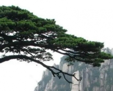 松树怎么移栽成活率高