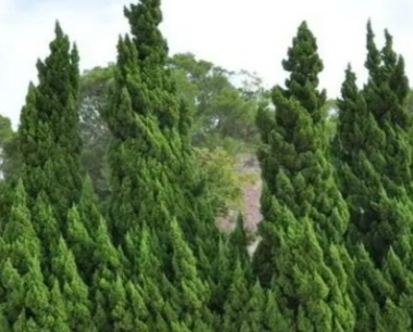 松树可以在家里养吗