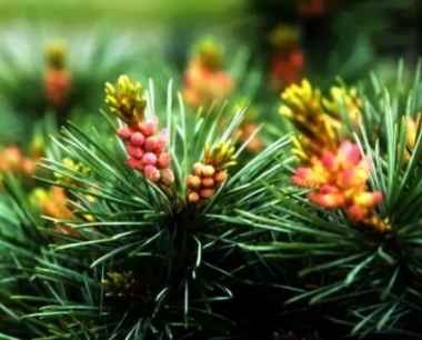 松树可以活多少年