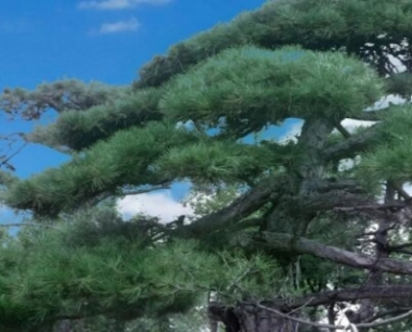 松树是常绿树还是落叶树