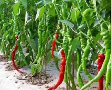 种植辣椒的时间和方法