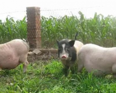 农村特色养殖有哪些