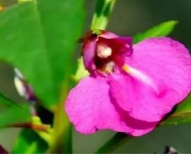 凤仙花花期多久