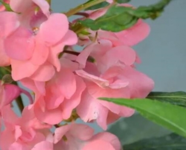 凤仙花有毒性吗