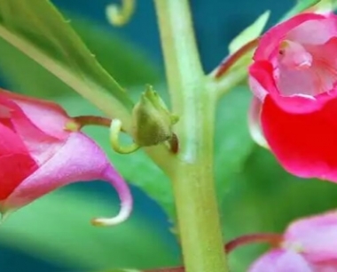 凤仙花可以扦插繁殖吗