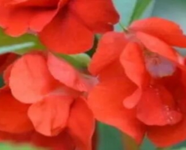 凤仙花什么时候开花