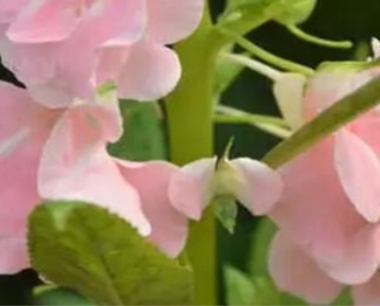 凤仙花怎么传播种子