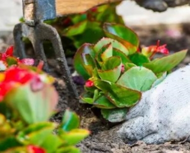 香油渣子怎么给花施肥