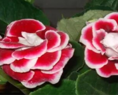 大岩桐叶子发黄怎么回事