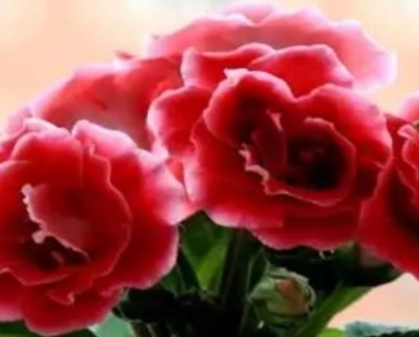 大岩桐花怎么过冬