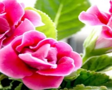 大岩桐花冬天开花吗