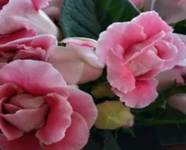 大岩桐花可以水培吗