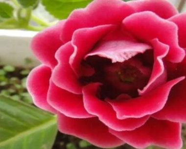 大岩桐花可以在室内养吗