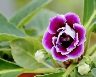 大岩桐花怎么繁殖