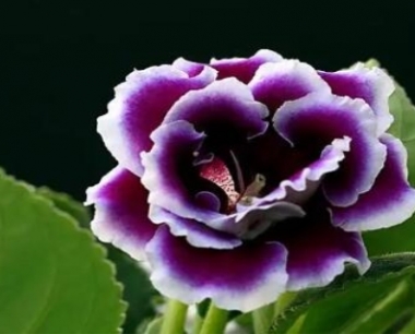 大岩桐花怎么养