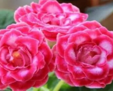 大岩桐花有香味吗