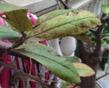 海棠花叶子长锈斑是什么原因