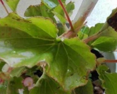 海棠花叶子发白怎么办