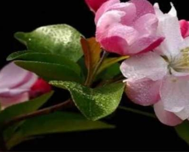 海棠花剪枝时间