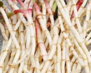 折耳根怎样种植