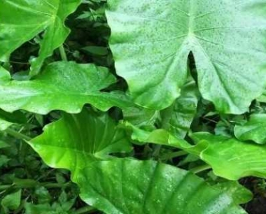 大野芋怎么繁殖