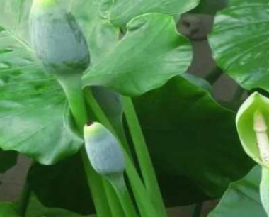 大野芋可以吃吗