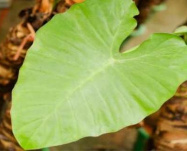 大野芋怎么养殖