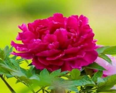 牡丹花适合什么土壤