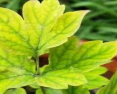 牡丹花叶子卷曲怎么回事