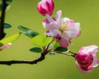 海棠花叶子发黄干枯怎么回事