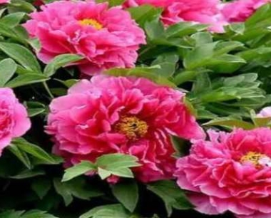 牡丹花什么时候种