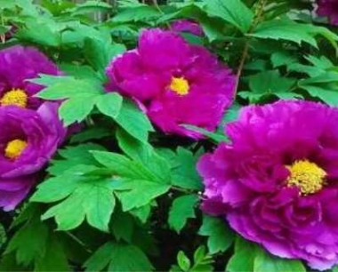 牡丹花移栽最合适时间