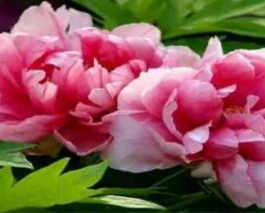 牡丹花几月份开花