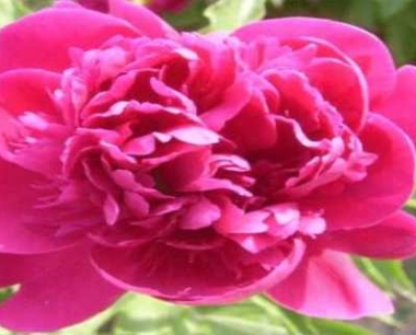 芍药冬天怎么养