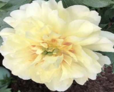 芍药适合放在卧室吗