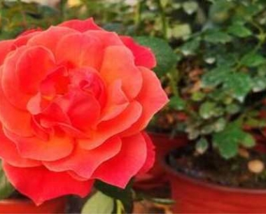 月季适合什么土