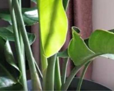 天堂鸟叶子卷起来是什么原因