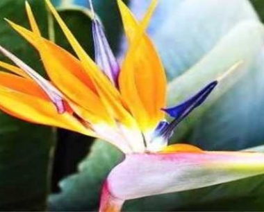 天堂鸟冬天可以户外过冬吗