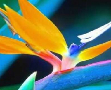 天堂鸟可以扦插吗