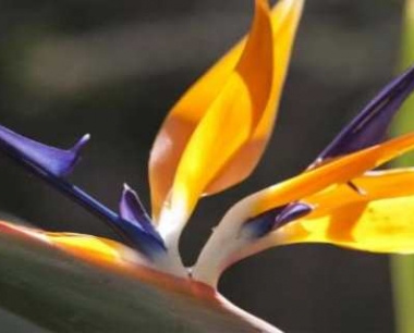 天堂鸟可以放在卧室养吗