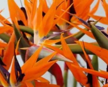 天堂鸟可以晒太阳吗