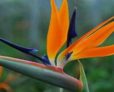 天堂鸟几月份开花