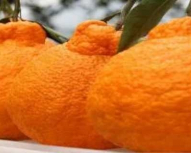 丑八怪是什么水果