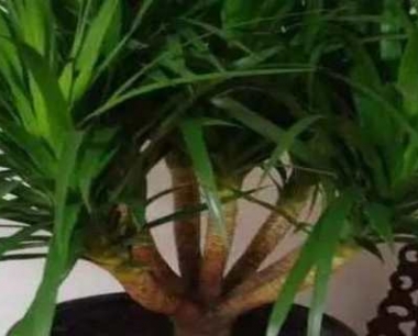 龙血树怎样修剪