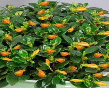 金鱼花掉叶子是什么原因,金鱼花掉叶子怎么办