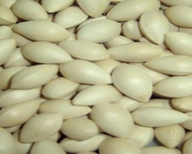 种子多久才能发芽