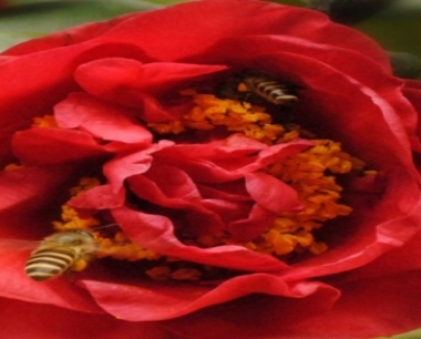 山茶花浇水过多掉叶子怎么办