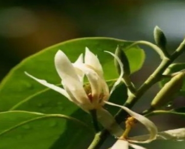 白兰花怎么养殖