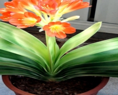 君子兰去除甲醛吗